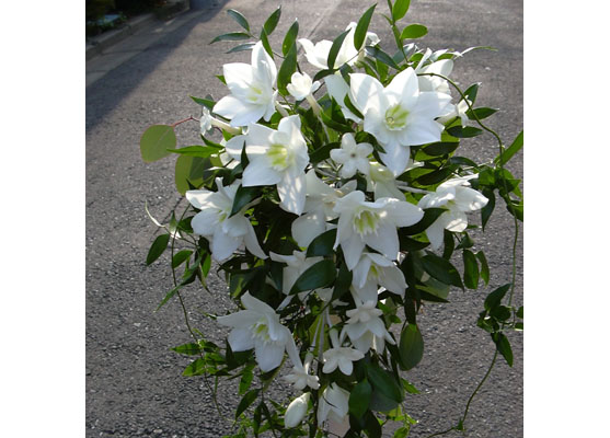 �u���C�_���u�[�P