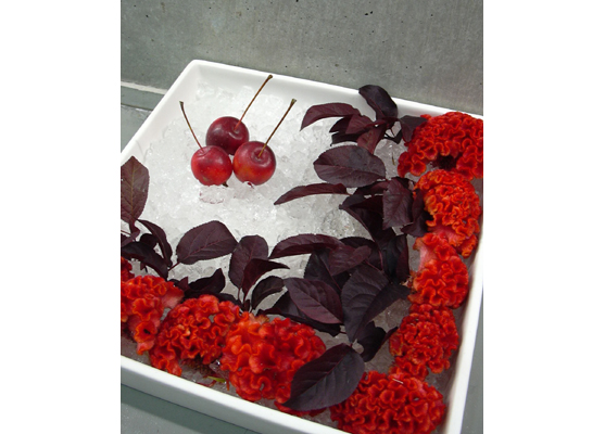 �f�B�X�v���C